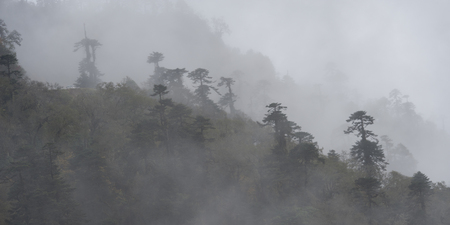 Fog covered trees in a forest, Trongsa District, Bhutan
