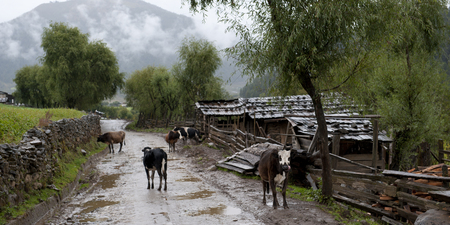 Cattle in a village, Phobjikha Valley, Bhutanの写真素材