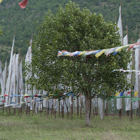 Prayer flags at Chhimi Lhakhang, Punakha District