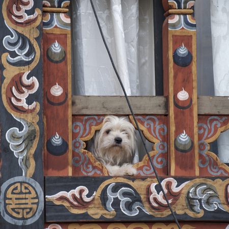 Small doug in Bhutan, Punakha Districtの写真素材