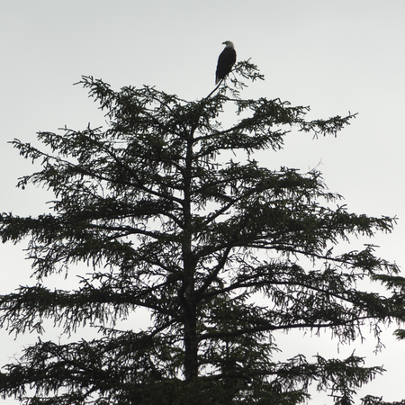 Eagle perching on a tree, Skeena-Queen Charlotte Regional District, Haida Gwaii, Graham Island, British Columbia, Canadaの写真素材