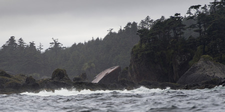 Trees on an island, Skeena-Queen Charlotte Regional District, Haida Gwaii, Graham Island, British...