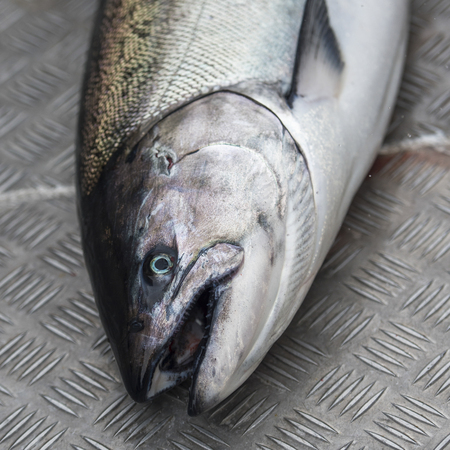 Salmon fish, Skeena-Queen Charlotte Regional District, Hippa Island, Haida Gwaii, Graham Island,...