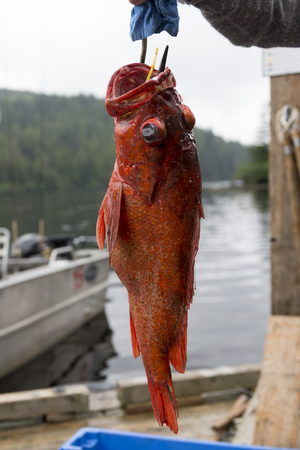 Yelloweye rockfish, Skeena-Queen Charlotte Regional District, Haida Gwaii, Graham Island, British...