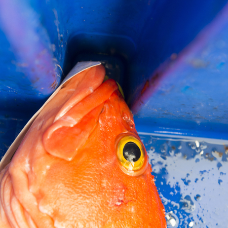 Head of a Yelloweye rockfish, Skeena-Queen Charlotte Regional District, Haida Gwaii, Graham Island, British Columbia, Canadaの写真素材