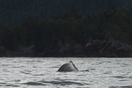 Whale surfacing in the Pacific Ocean, Skeena-Queen Charlotte Regional District, Haida Gwaii, Graham Island, British Columbia, Canadaの写真素材