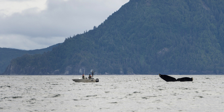 Whale with fishing boat in Pacific Ocean, Skeena-Queen Charlotte Regional District, Haida Gwaii, Graham Island, British Columbia, Canadaの写真素材