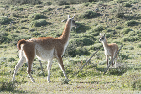 Guanacos (Lama guanicoe) in field, Torres del Paine National Park, Patagonia, Chileの写真素材