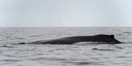 Whale in the Pacific Ocean, Skeena-Queen Charlotte Regional District, Haida Gwaii, Graham Island, British Columbia, Canadaの写真素材