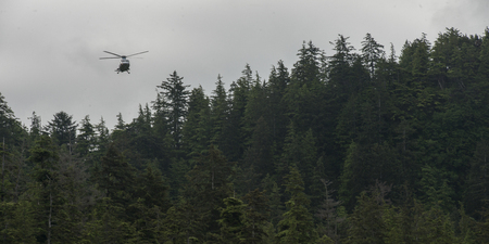 Helicopter flying over a forest, Skeena-Queen Charlotte Regional District, Haida Gwaii, Graham Island, British Columbia, Canadaの写真素材