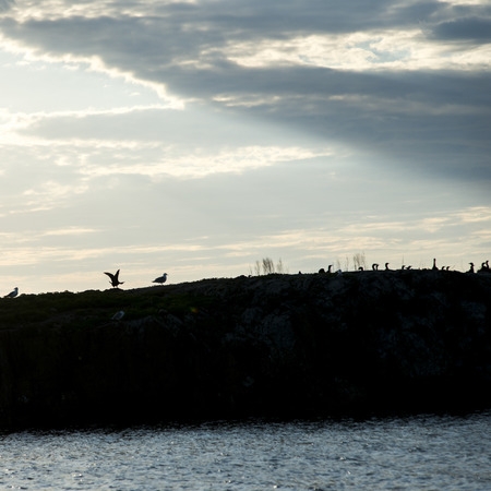 Silhouette  of a Flock of birds at Lake Of The Woods, Ontario, Canadaの写真素材