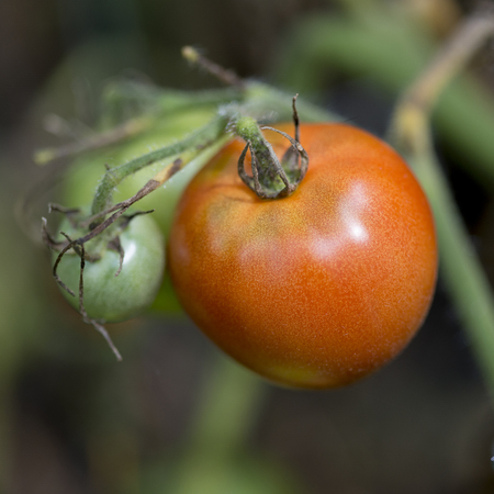 Close-up of Cherry tomatoes growing on a plant, Lake Of The Woods, Ontario, Canadaの写真素材
