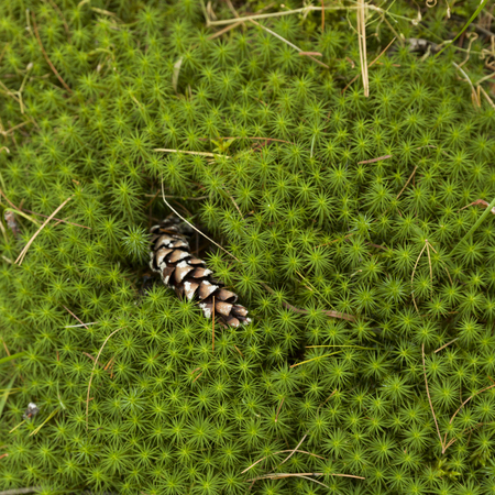 High angle view of pine cone fallen on a green plant, Lake Of The Woods, Ontario, Canadaの写真素材