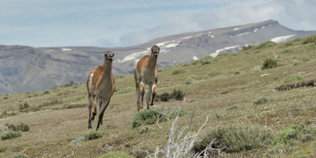 Two guanaco (Lama guanicoe) running in a field, Torres Del Paine National Park, Patagonia, Chileの写真素材