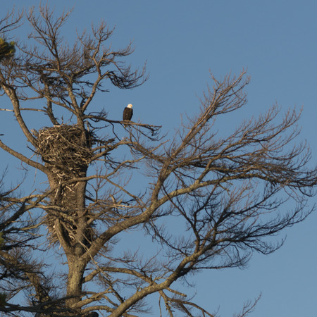 Low angle view of an eagle perching on tree branch, Lake Of The Woods, Ontario, Canadaの写真素材