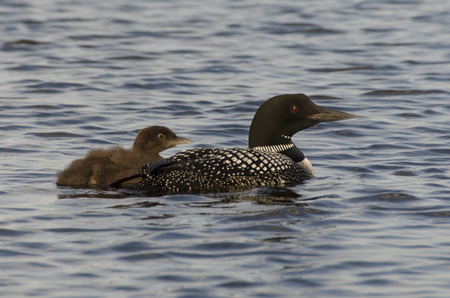 Common Loon (Gavia immer) with its young one in a lake, Lake Of The Woods, Ontario, Canadaの写真素材