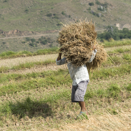 Farmer carrying haystacks on shoulder at farm, Punakha, Bhutanの写真素材