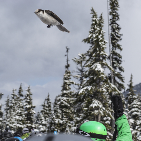 Bird flying over skier at ski resort, Whistler, British Columbia, Canadaの写真素材