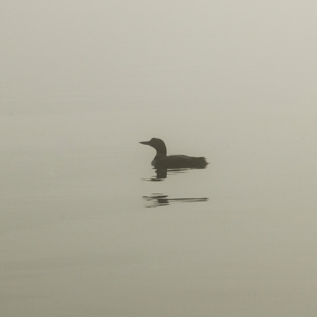 Common Loon (Gavia immer) swimming in the lake, Lake of The Woods, Ontario, Canadaの写真素材