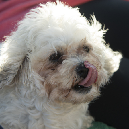Close-up of a white Zuchon puppy, Lake of The Woods, Ontario, Canadaの写真素材