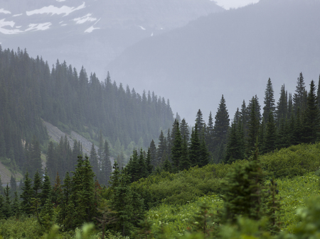 Scenic view of trees on mountain, Going-to-the-Sun Road, Browning, Glacier National Park, Glacier County, Montana, USAの写真素材