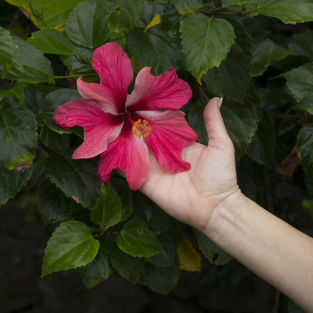 Cropped hand touching a flower on plant, Yelapa, Jalisco, Mexicoの写真素材