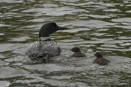 Common Loon (Gavia immer) with its chicks in the lake, Lake Of The Woods, Ontario, Canadaの写真素材