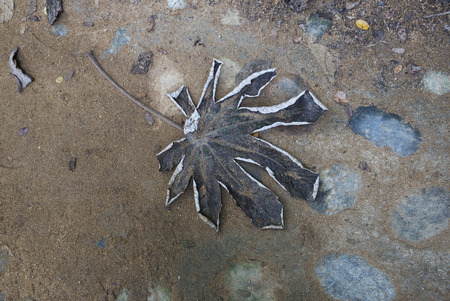 High angle view of dry leaf on footpath, Yelapa, Jalisco, Mexicoの写真素材