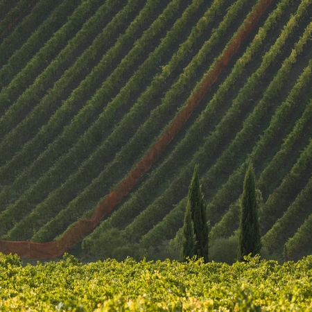 Elevated view of vineyards, Tuscany, Italyの写真素材