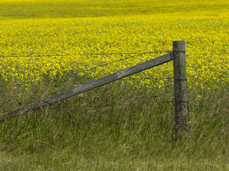 Fence on field of canola, Pincher Creek, Southern Alberta, Alberta, Canadaの写真素材