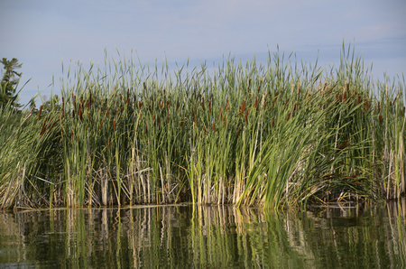 Reeds in a lake, Kenora, Lake of The Woods, Ontario, Canadaの写真素材