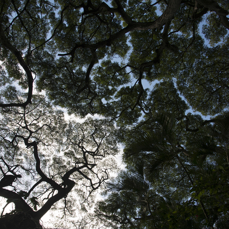 Low angle view of trees, Haleiwa, North Shore, Oahu, Hawaii, USA