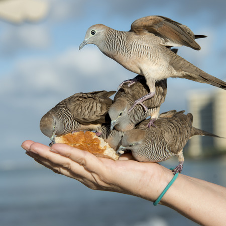 Pigeons feeding from a person&rsquo;s hand, Waikiki, Diamond Head, Kapahulu, St. Louis, Honolulu, Oahu, Hawaii, USAの写真素材
