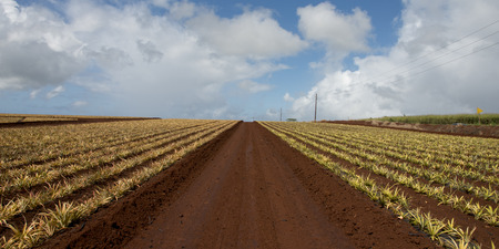 Pineapple fields, Haleiwa, North Shore, Oahu, Hawaii, USAの写真素材
