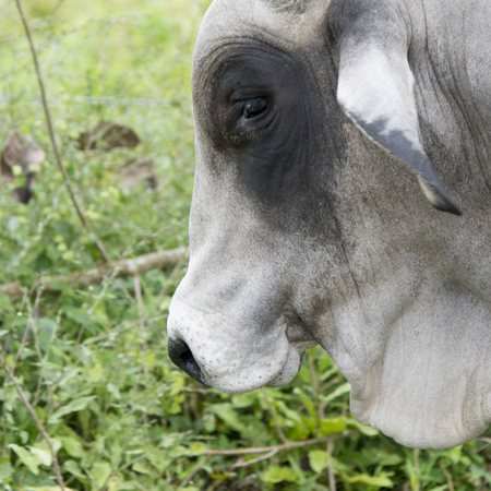 Closeup of a bull, Copan, Copan Ruinas, Copan Department, Hondurasの写真素材