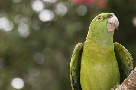 Closeup of a YellowNaped Parrot (Amazona auropalliata), Macaw Mountain Bird Park, Copan, Copan Ruinas, Copan Department, Hondurasの写真素材