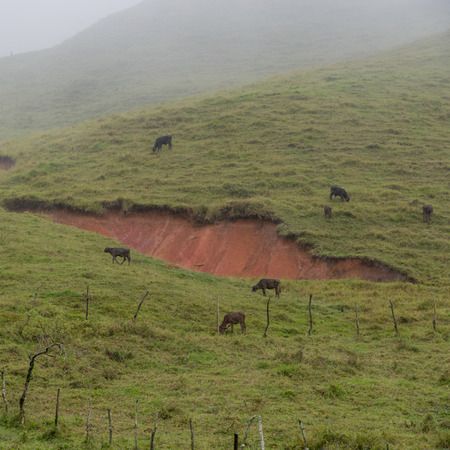 cattle grazing in a field, Hondurasの写真素材