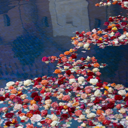 Flowers floating on swimming pool at Kasbah Tamadot, Asni, Moroccoの写真素材