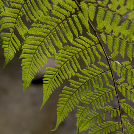 Closeup of fern leaf, Macaw Mountain Bird Park, Copan, Copan Ruinas, Honduras