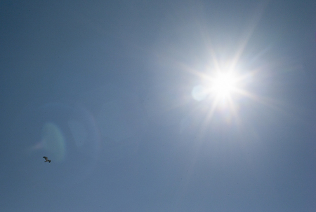 Bird flying in the sky against shining sun, Hecla Grindstone Provincial Park, Manitoba, Canadaの写真素材