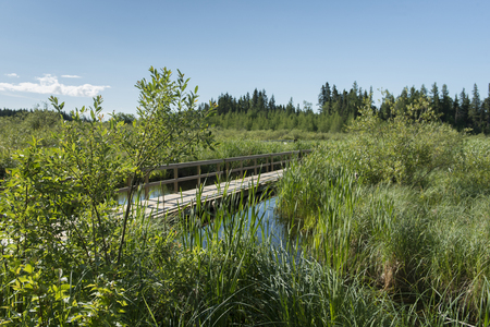 Boardwalk in a Marsh, Riding Mountain National Park, Manitoba, Canadaの写真素材