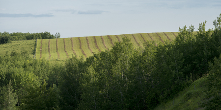 Trees in a field, Clanwilliam, Riding Mountain National Park, Manitoba, Canada