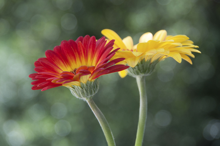 A pair of intertwined Gerberra flowers in red and yellowの写真素材
