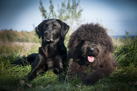 Portrait of a Labrador and Bouvier Des Flandres dogs laying downの写真素材