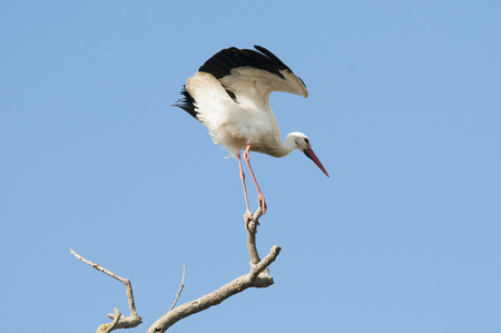 White Stork Perching On A Treeの写真素材