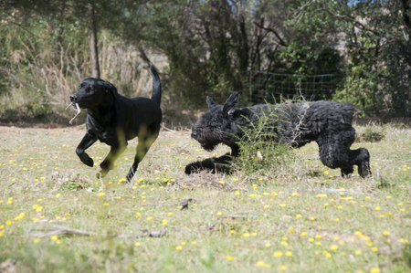 A labrador and a bouvier des flandres playing chaseの写真素材