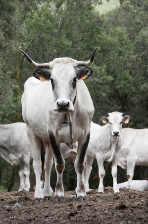Portrait of Wild Cattle in the French Pyreneesの写真素材