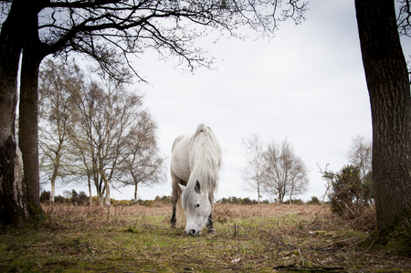 Grey New Forest Pony Roaming Freeの写真素材