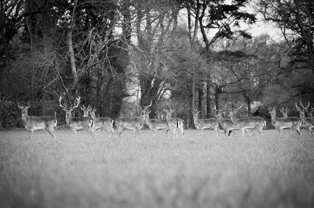 Herd of Wild Fallow Deerの写真素材