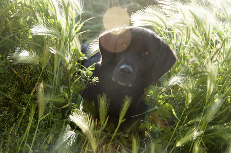 Portrat of a Labrador in long grassの写真素材